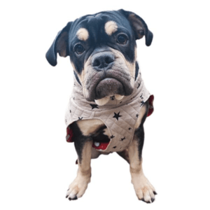 wuff store Hundemantel Bullimantel Schnittmuster und Nähanleitung