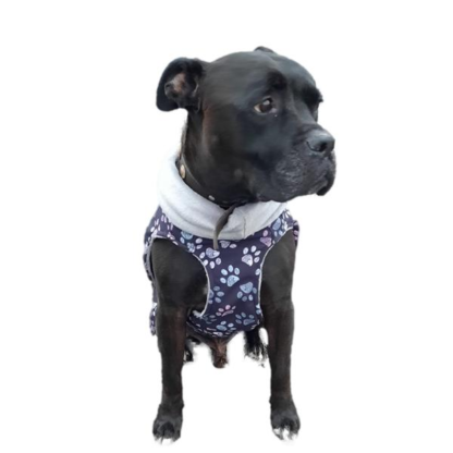 wuff store Hundemantel Bullimantel Schnittmuster und Nähanleitung