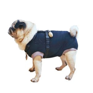 Mops Hundepulli Pullover Schnittmuster Nähanleitung